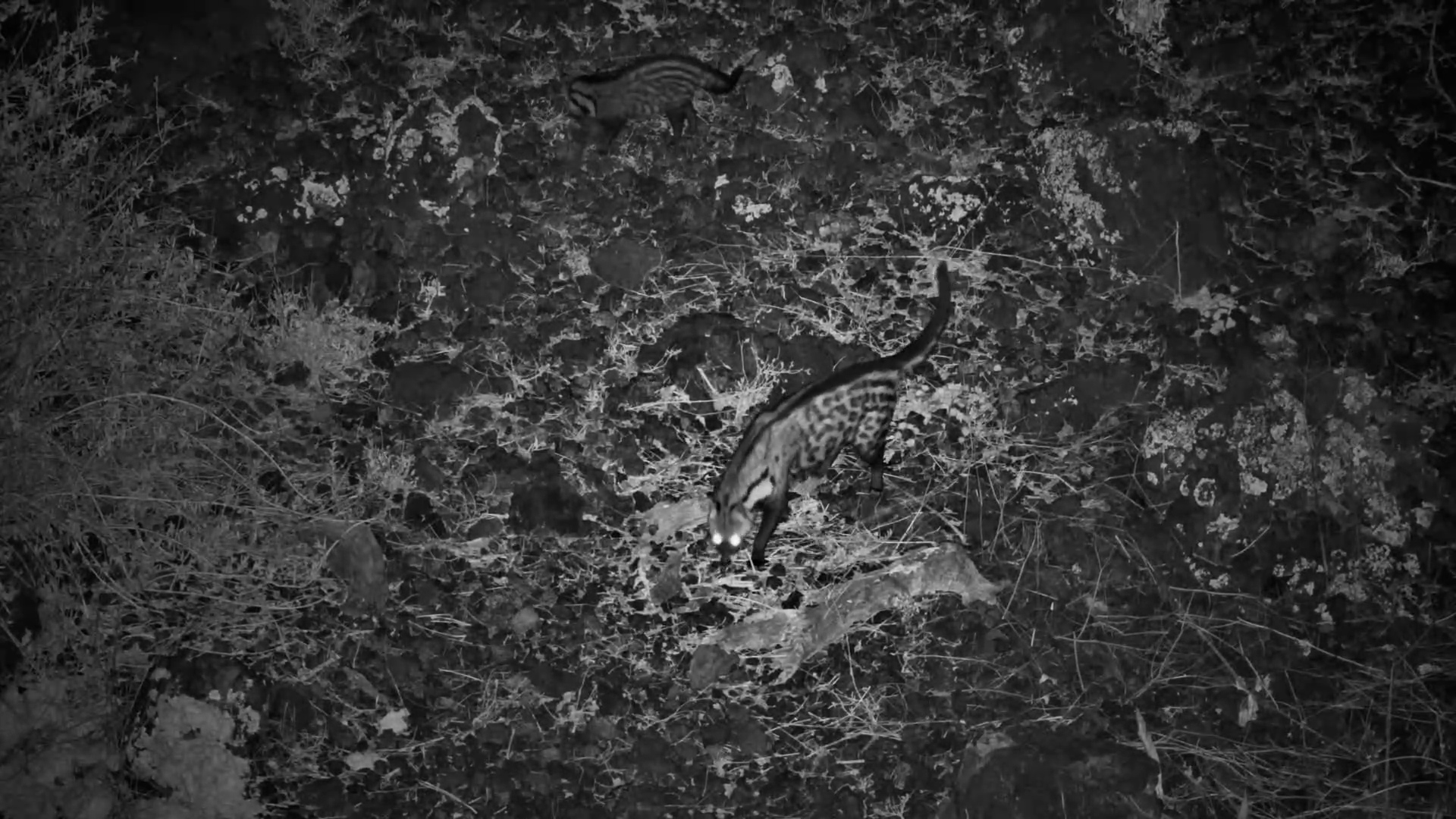 Civet Baby Adventure Time!