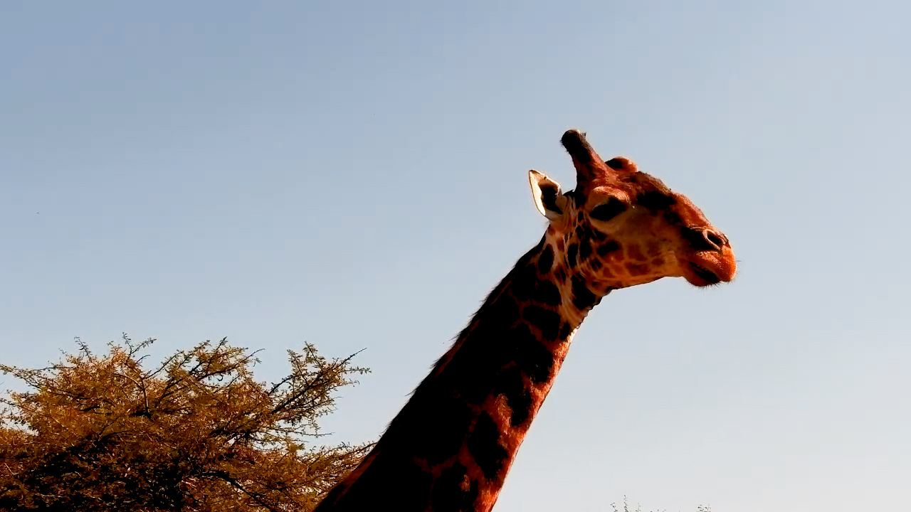 This Giraffe Stands Out From the Rest