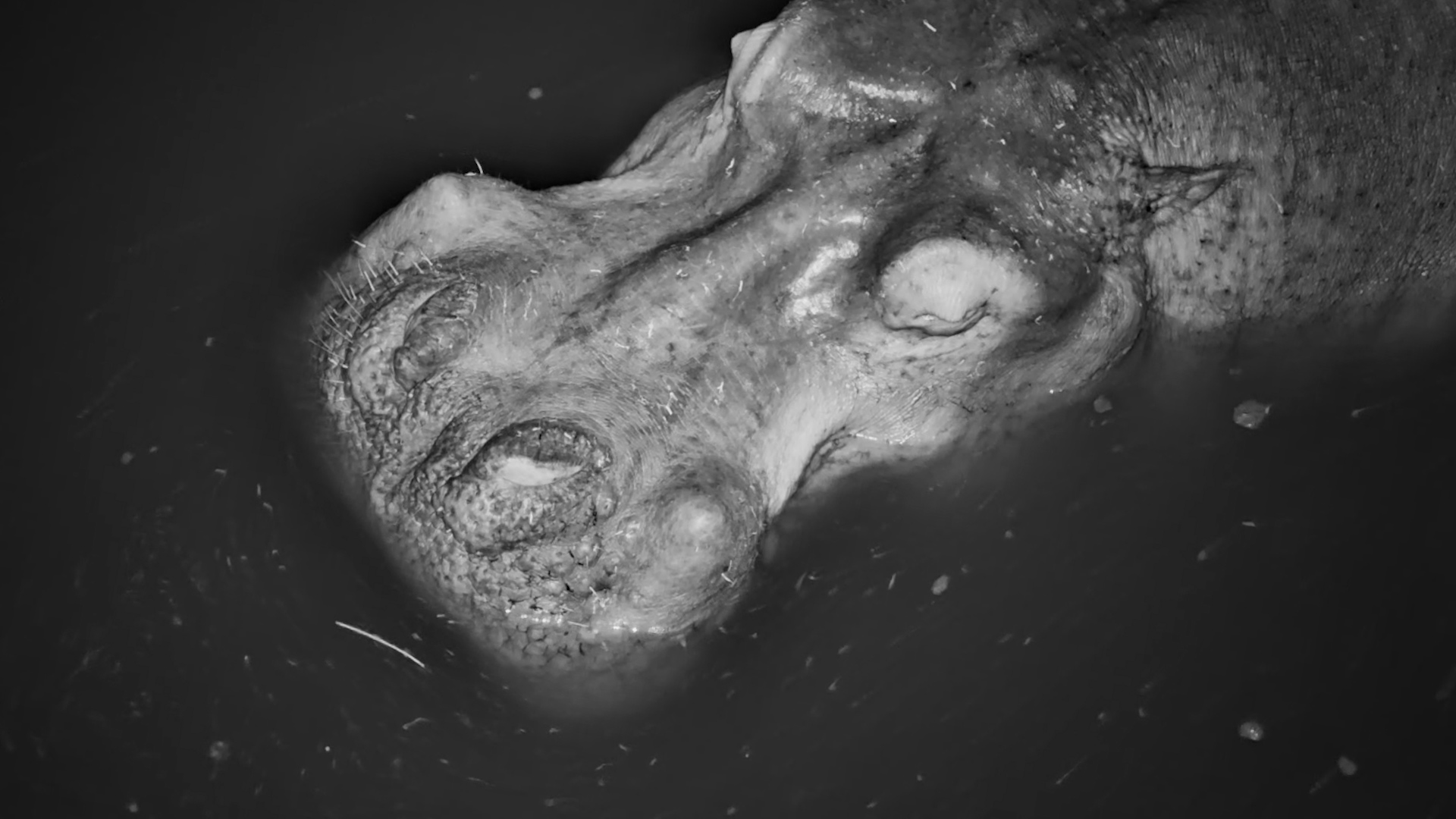 A Sleeping Hippo Up Close After Dark