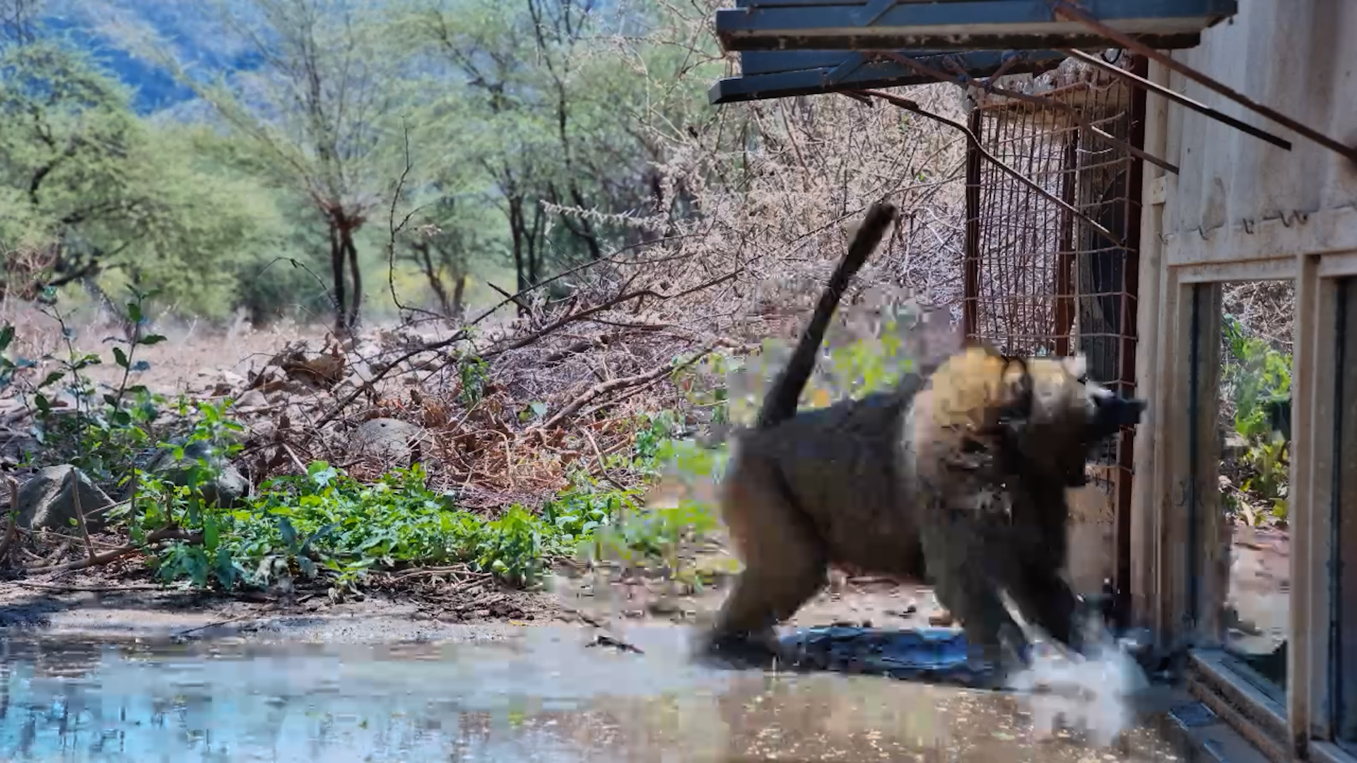 Confused Baboon Meets His Reflection