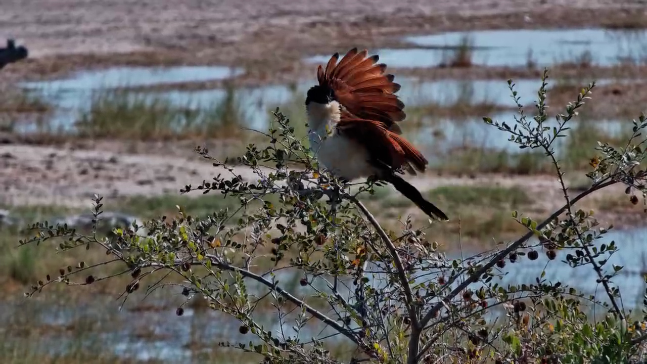 Coucal Perched Peacefully at Jack’s Camp