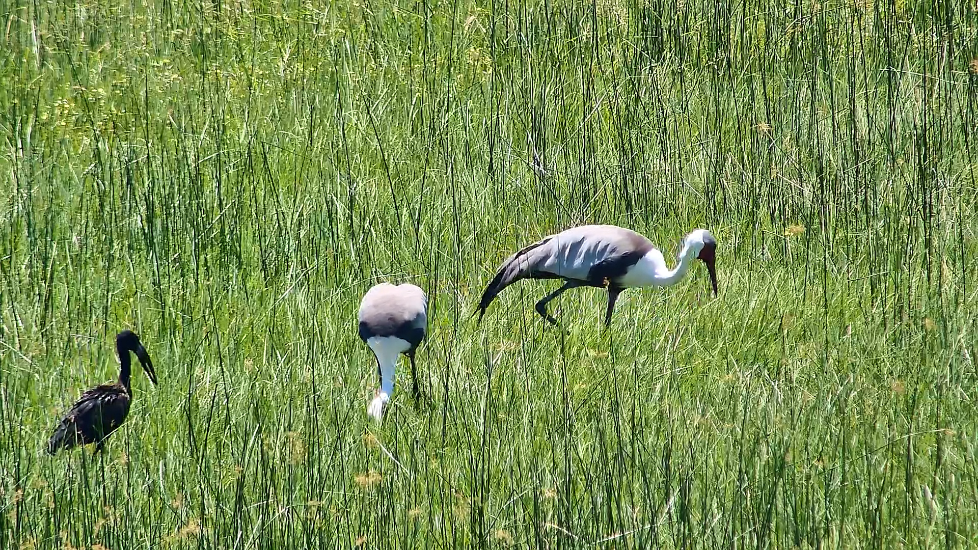 Majestic Wattled Cranes Foraging