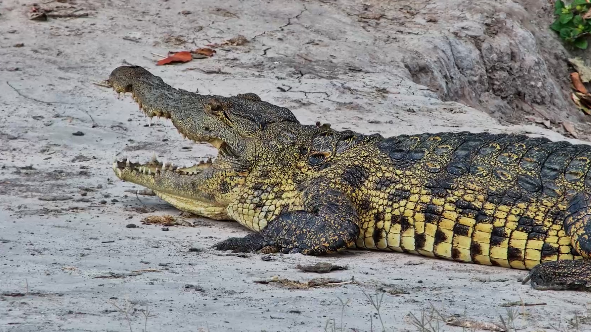 Sunbathing Like a Perfect Predator