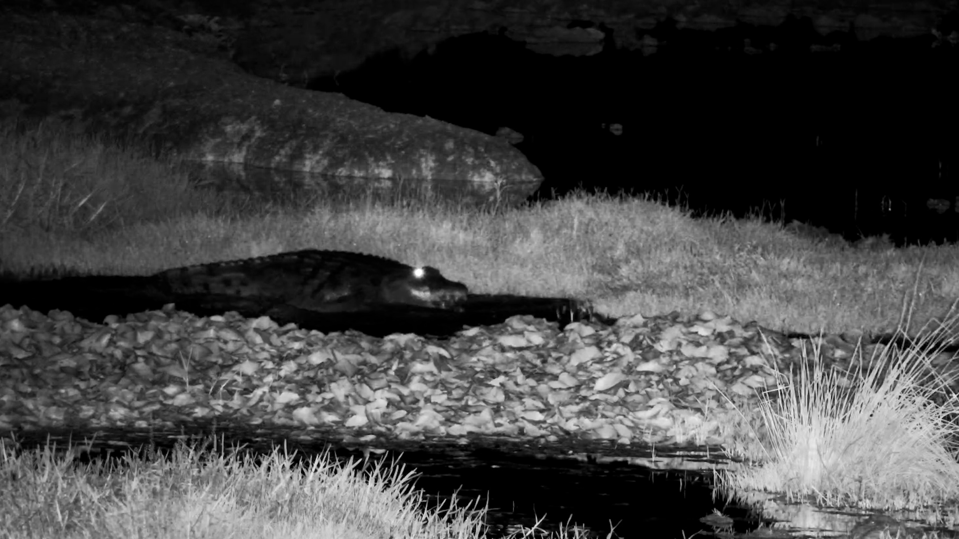 Crocodile Chase Caught on Night Camera