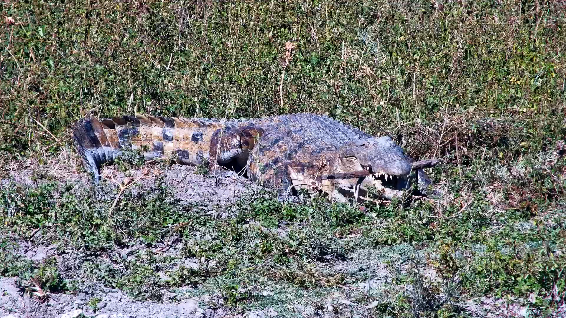 This Crocodile Found an Unexpected Snack