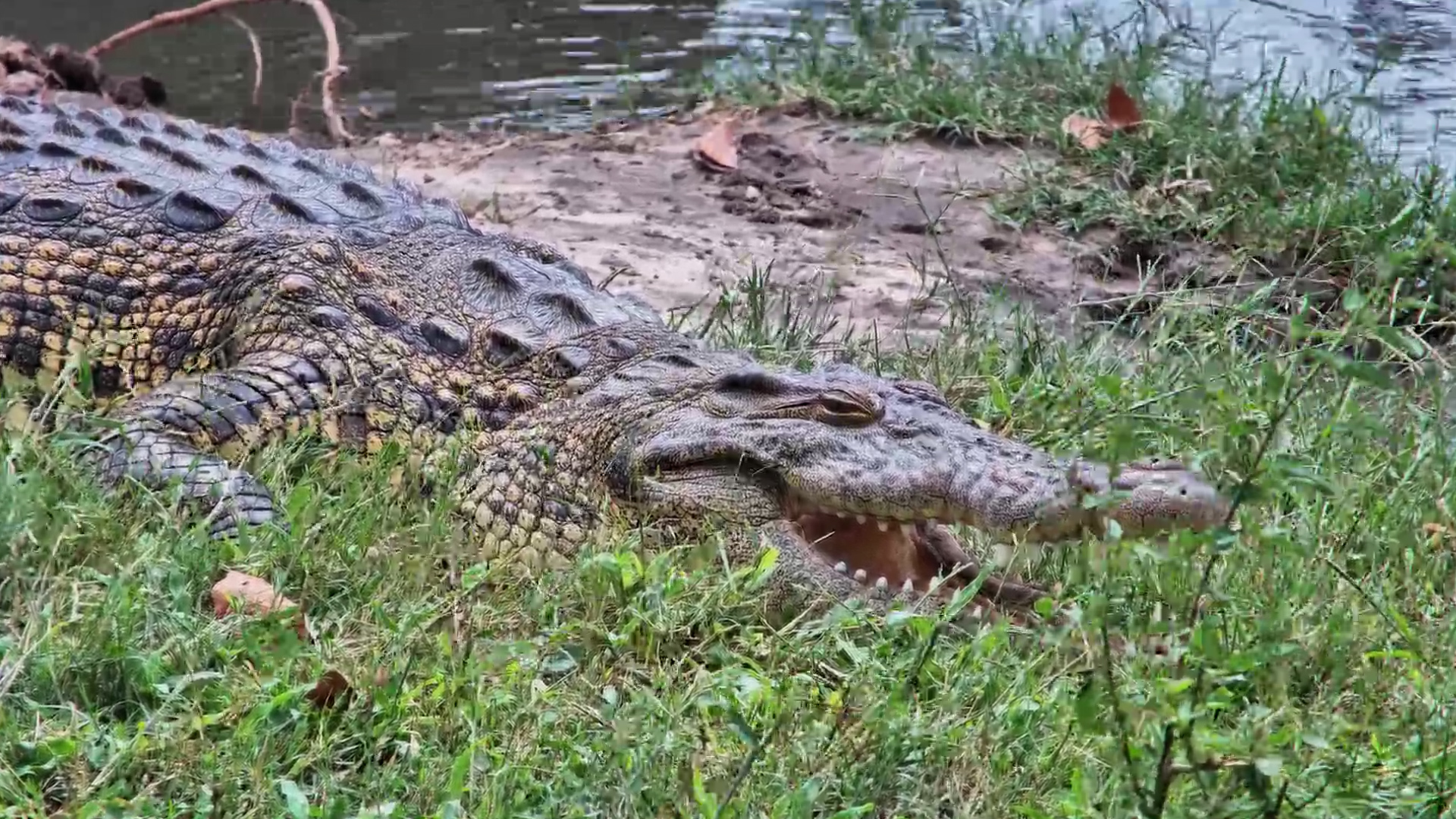 Huge Crocodile Chills by the Water