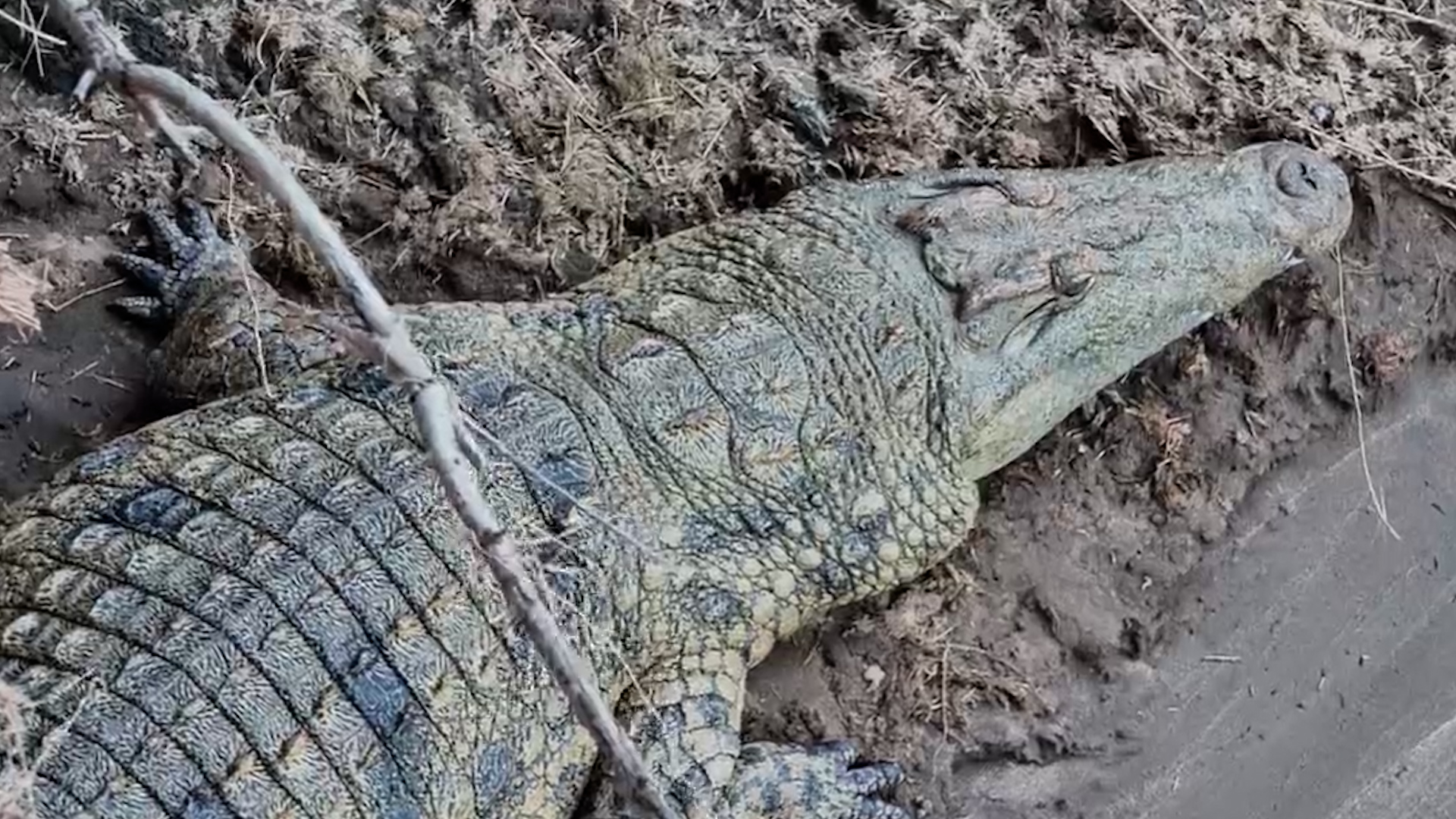 Up Close With One of the Mara’s Most Feared Predators