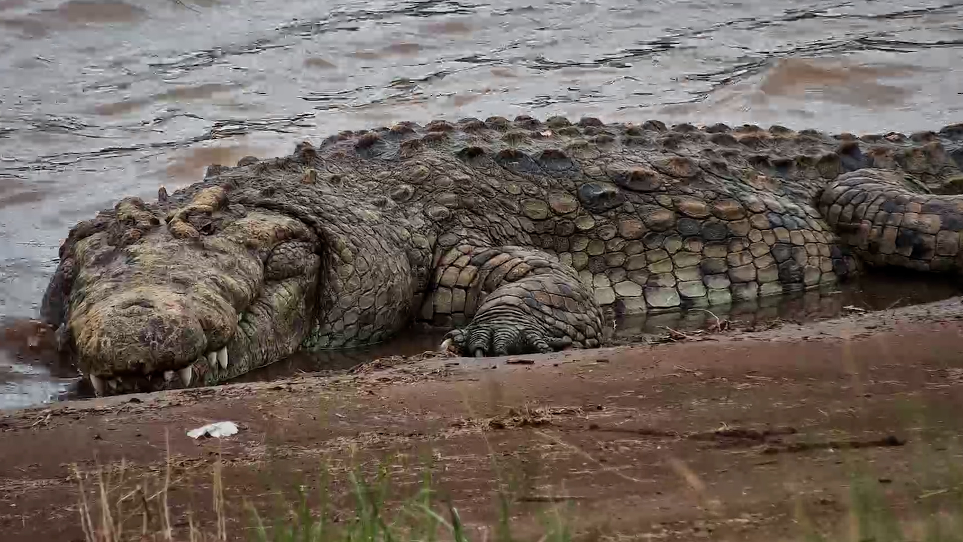 Crocodile Waiting for the Migration