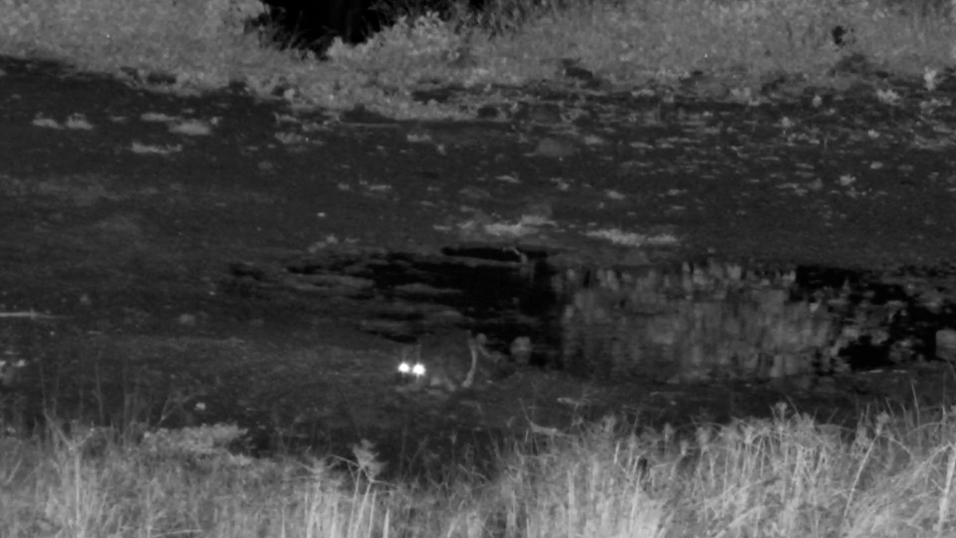 Crocodile Walks to the Water at Night