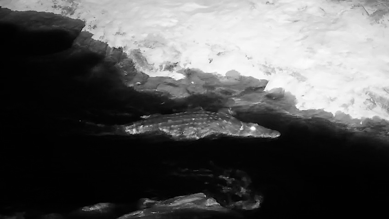 Crocodile Was Fighting the Current