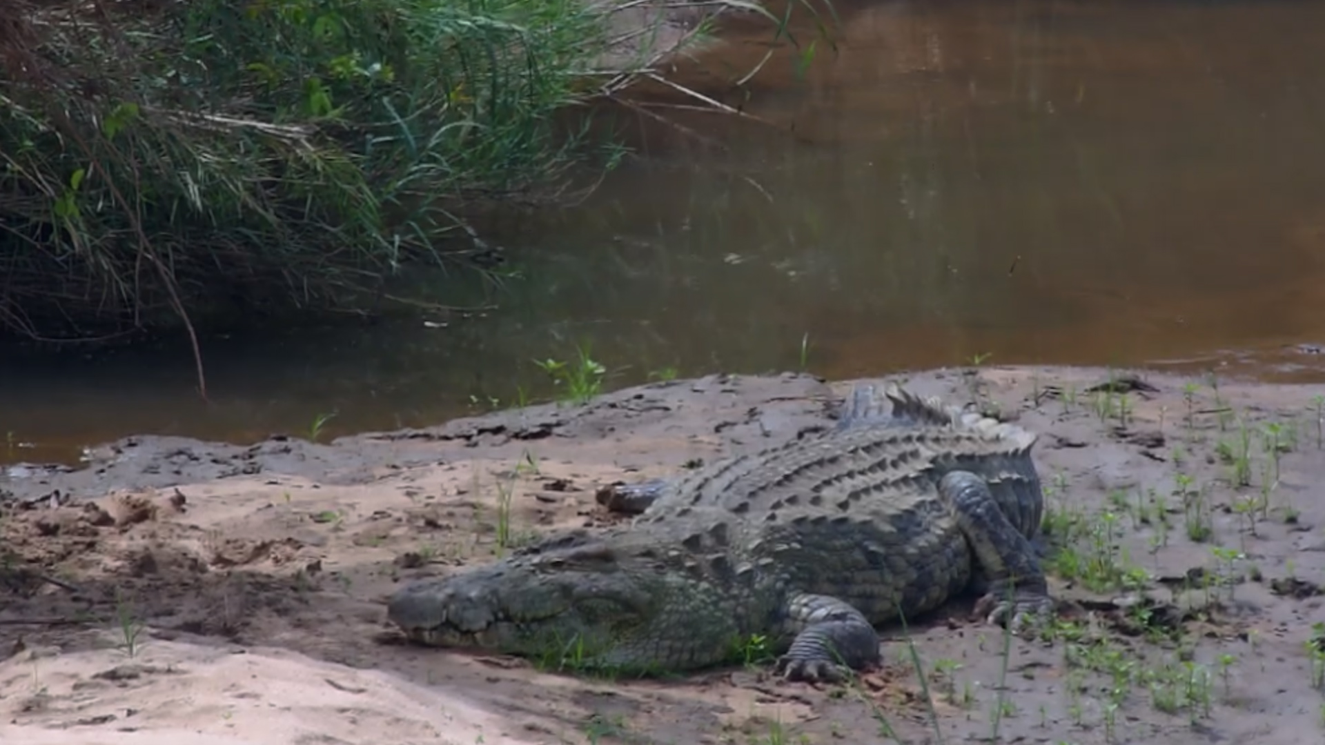 Crocodile Resting on the Bank