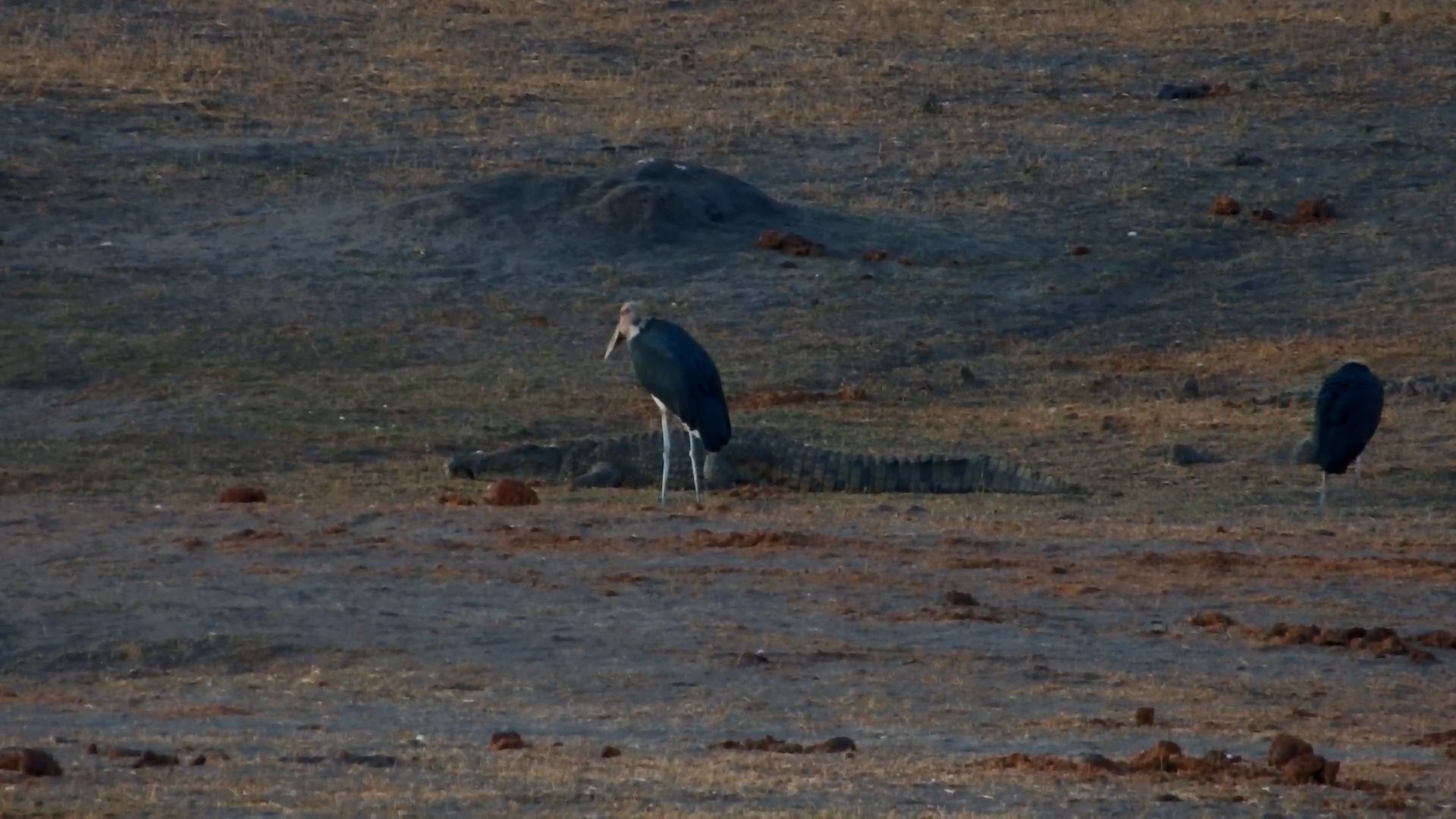 Crocodiles on the Move in Hwange!