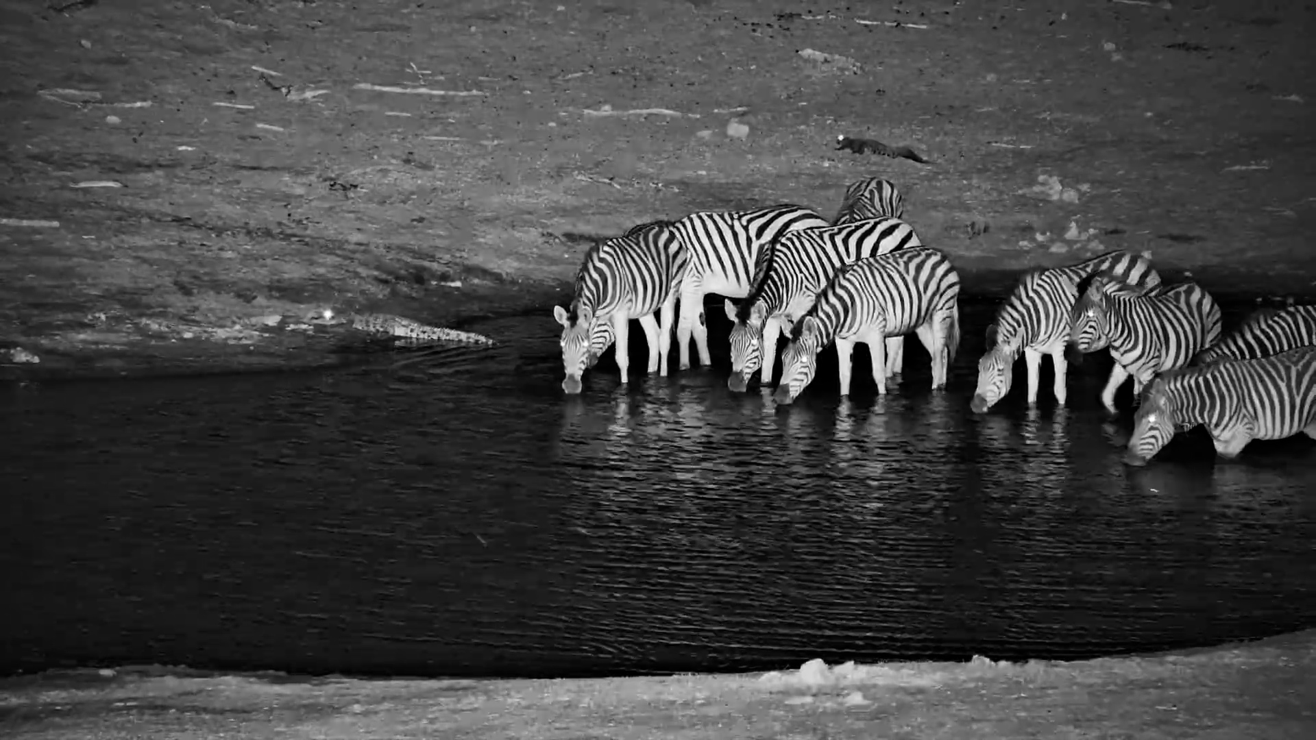 Oops! Zebra Steps on Crocodile