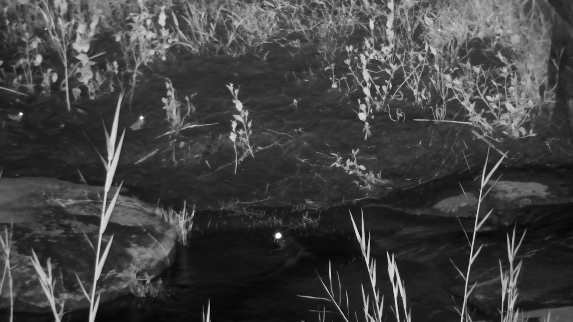 Tiny Crocodile Keeps an Eye on Frogs