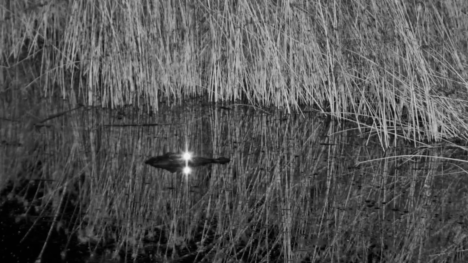 Crocodile Snaps Up Mouse in the Dark