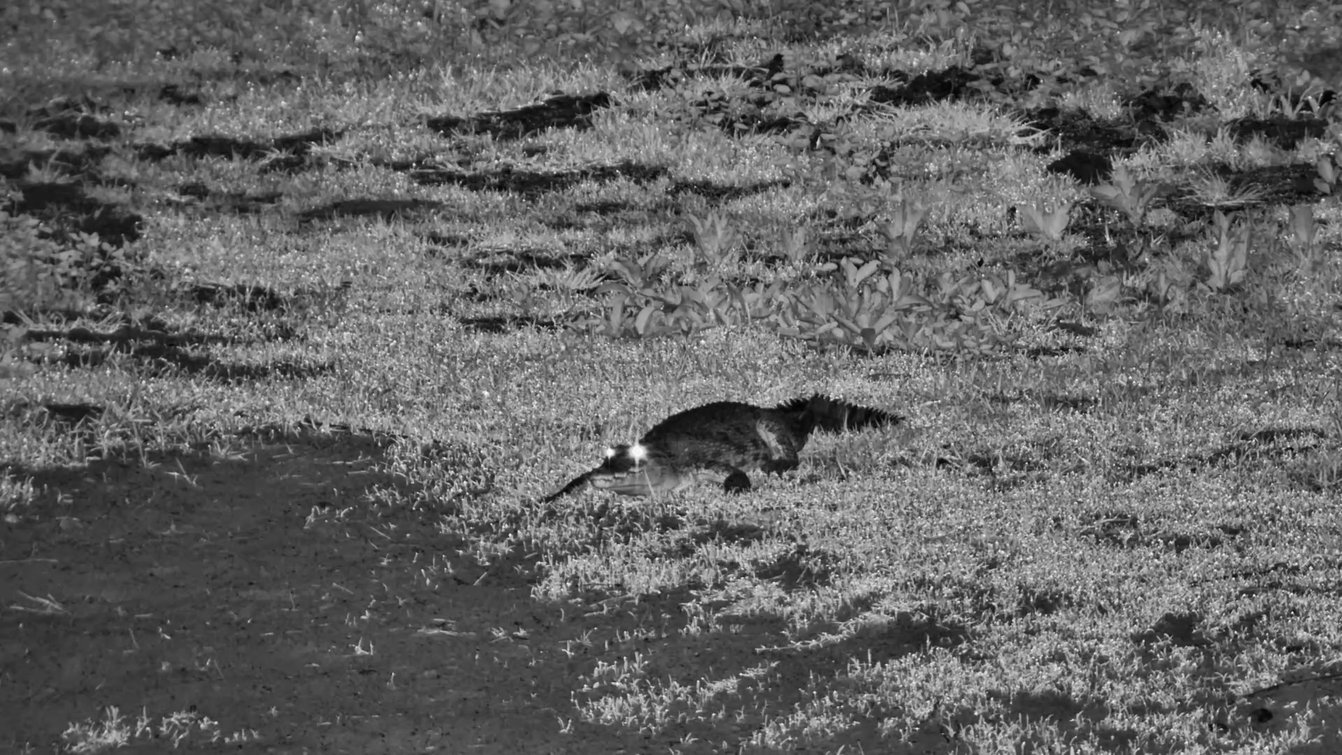 Silent Crocodile Slips into the Dark Water