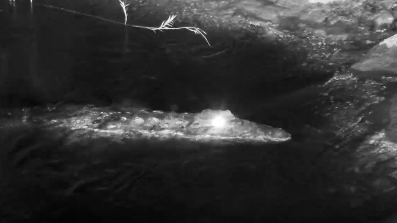 This Crocodile Was Watching From the Darkness