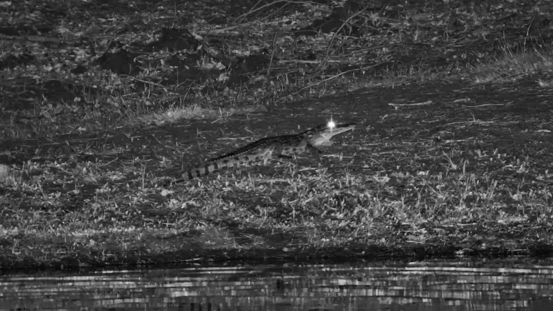 Nocturnal Croc Sighting at Roy’s Dam