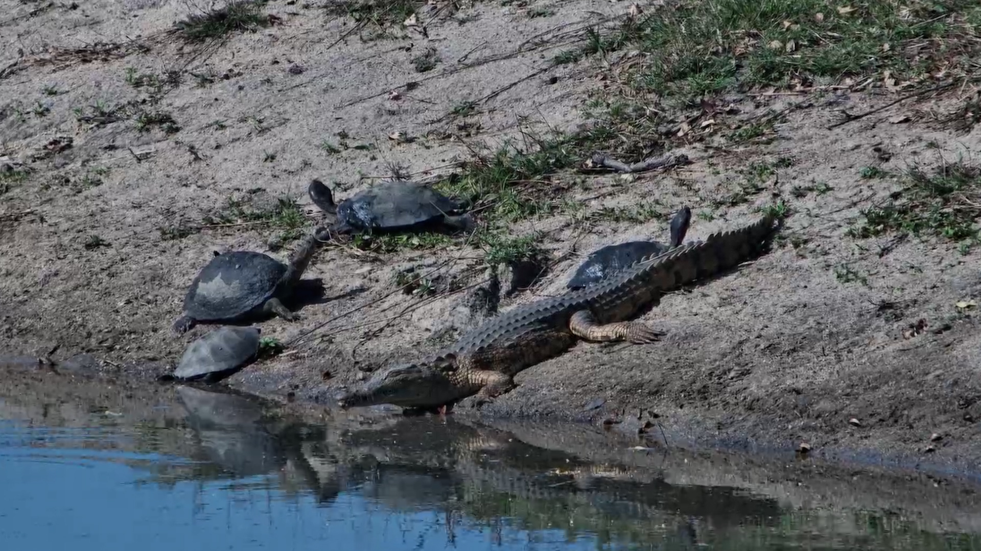 Little Croc Joins the Terrapins to Bask in the Sun