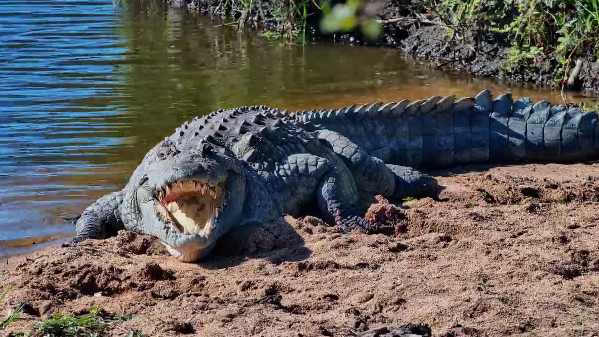 Crocodile Basks with Mouth Wide Open!
