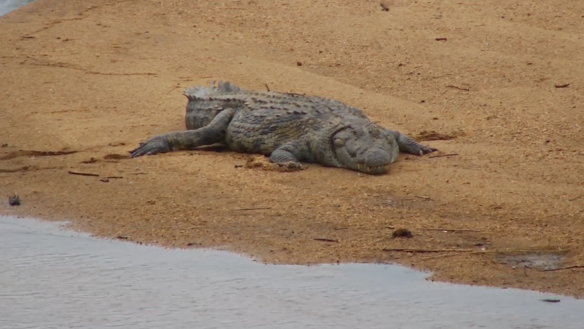 Crocodile Basks and Shows Off Its Teeth