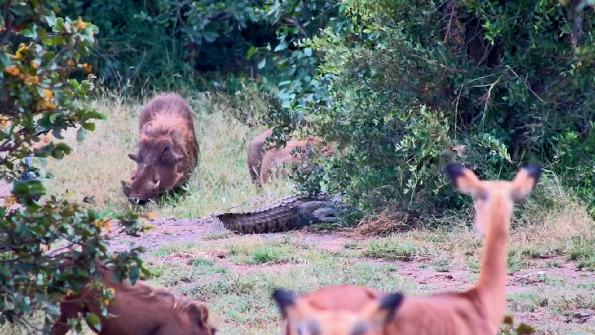 Crocodile Lying Low While Animals Forage