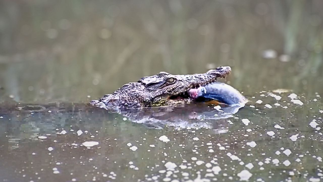 Snapped! Croc Eats Catfish