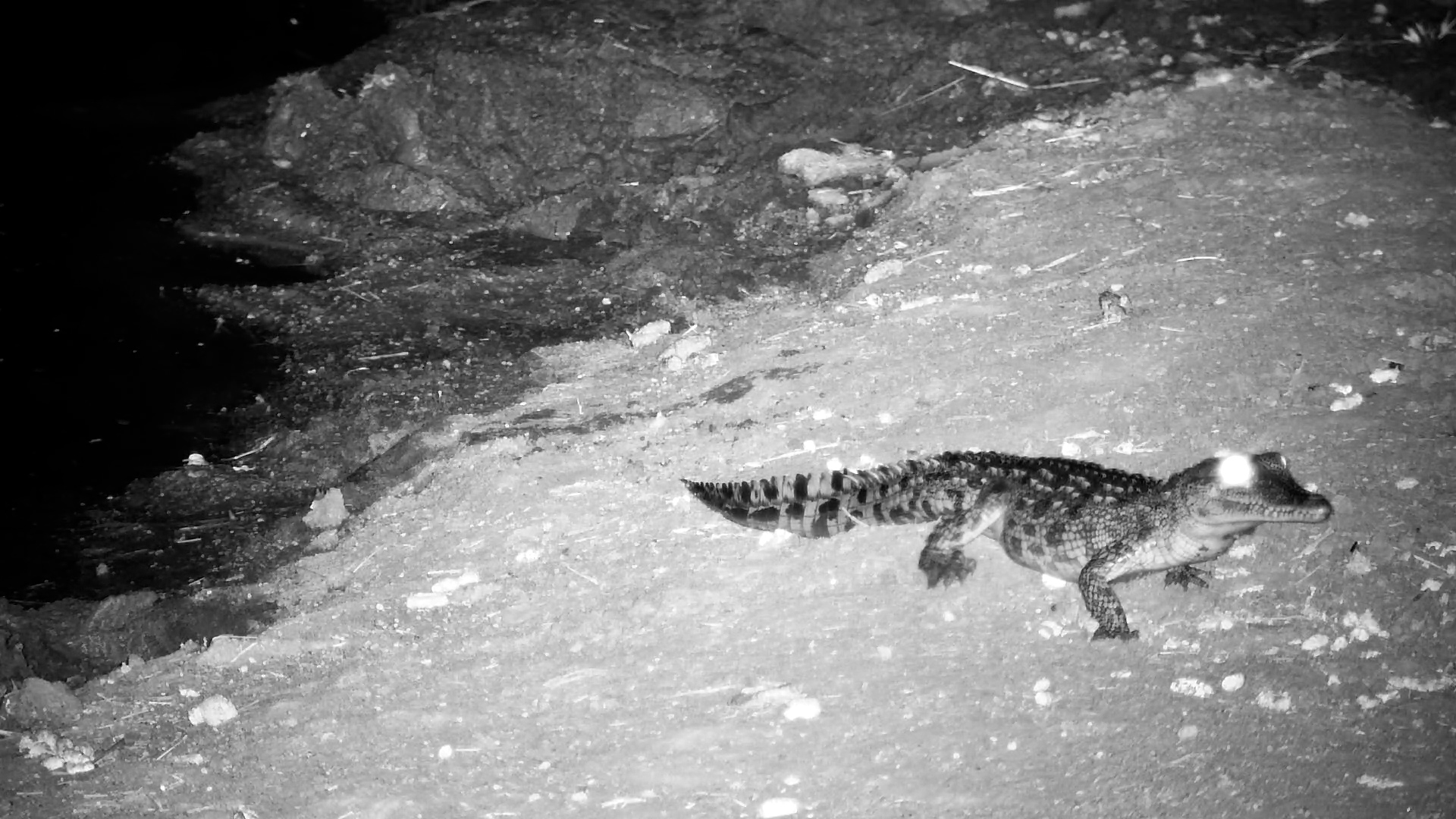 Watch This Tiny Croc Hunt a Bug!