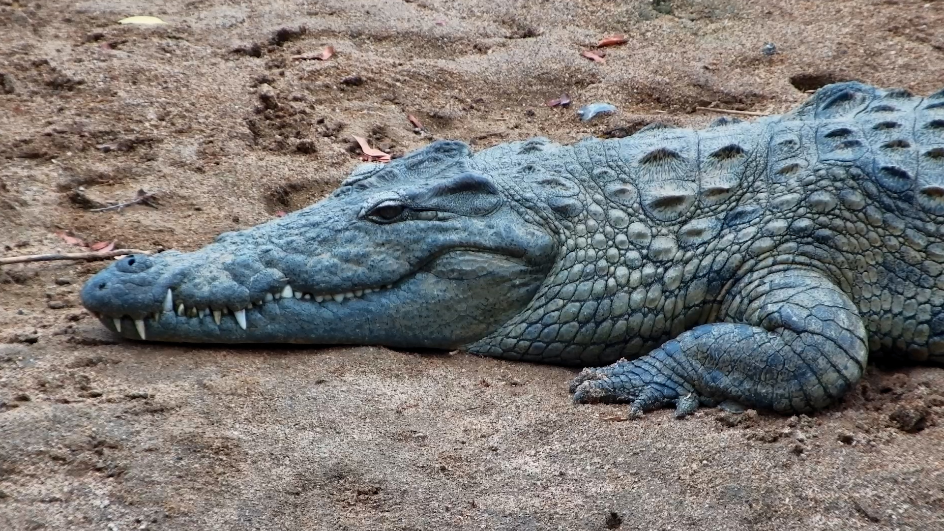 Eye to Eye with a Crocodile at Olifants River