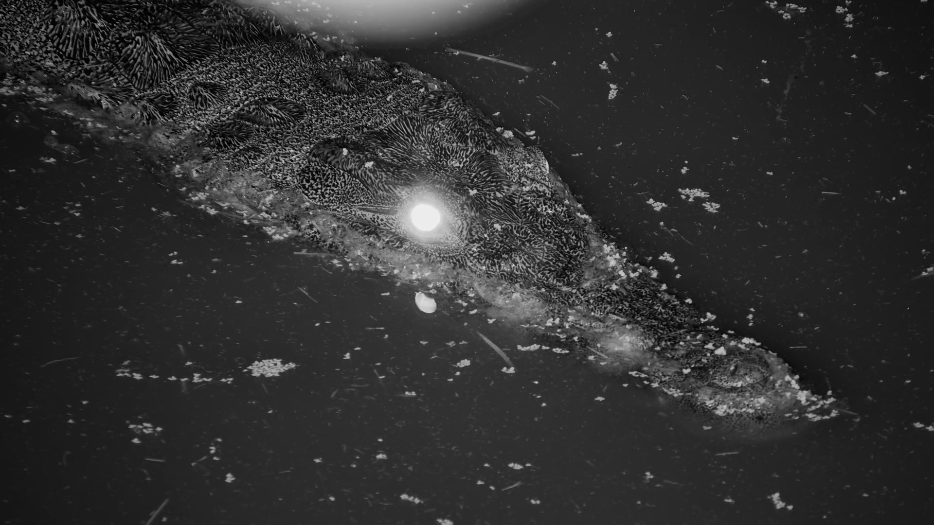 Night Vision Predator! Crocodile Close-Ups in IR