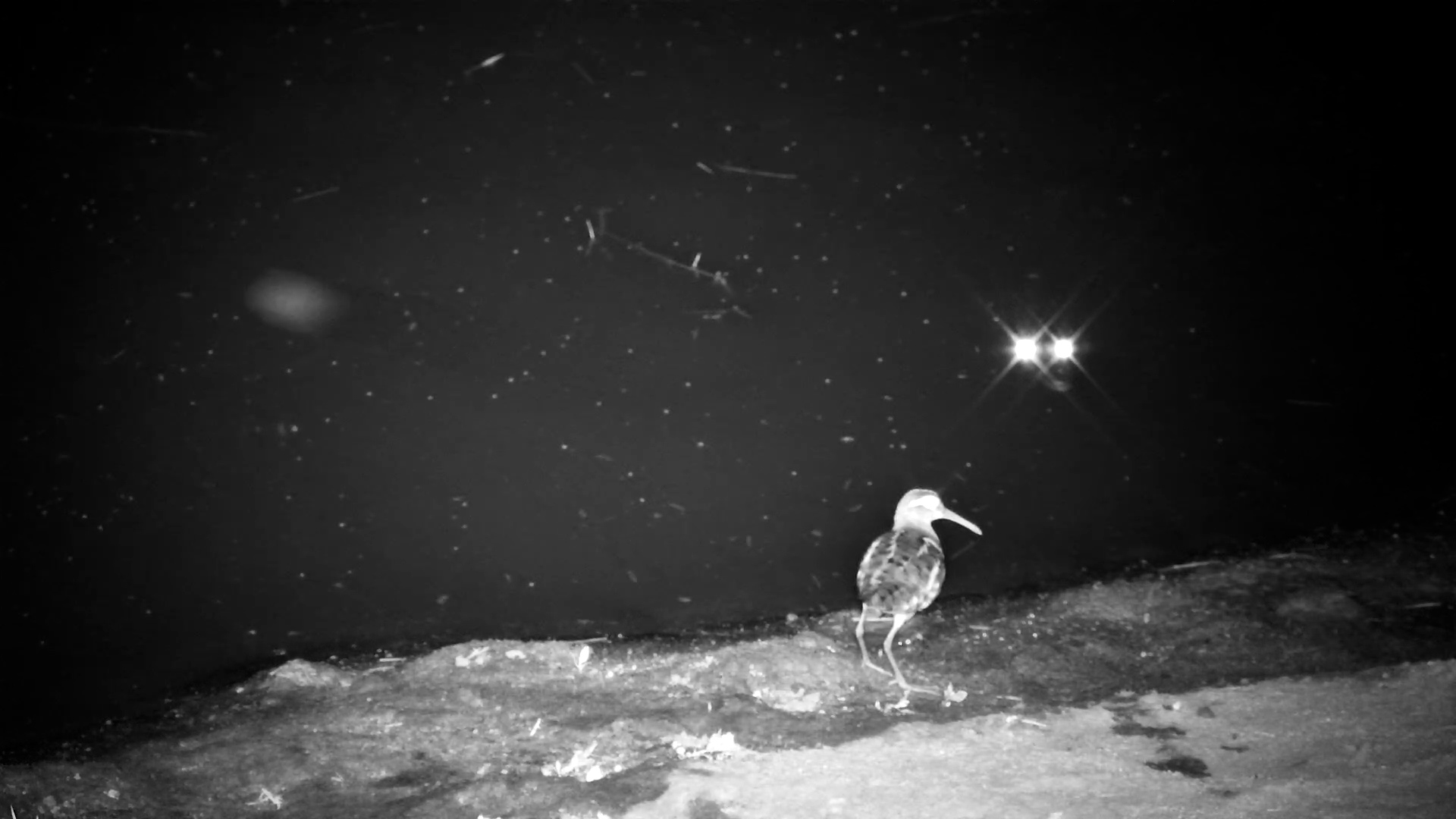 What’s That Dance? Little Croc Seems Curious