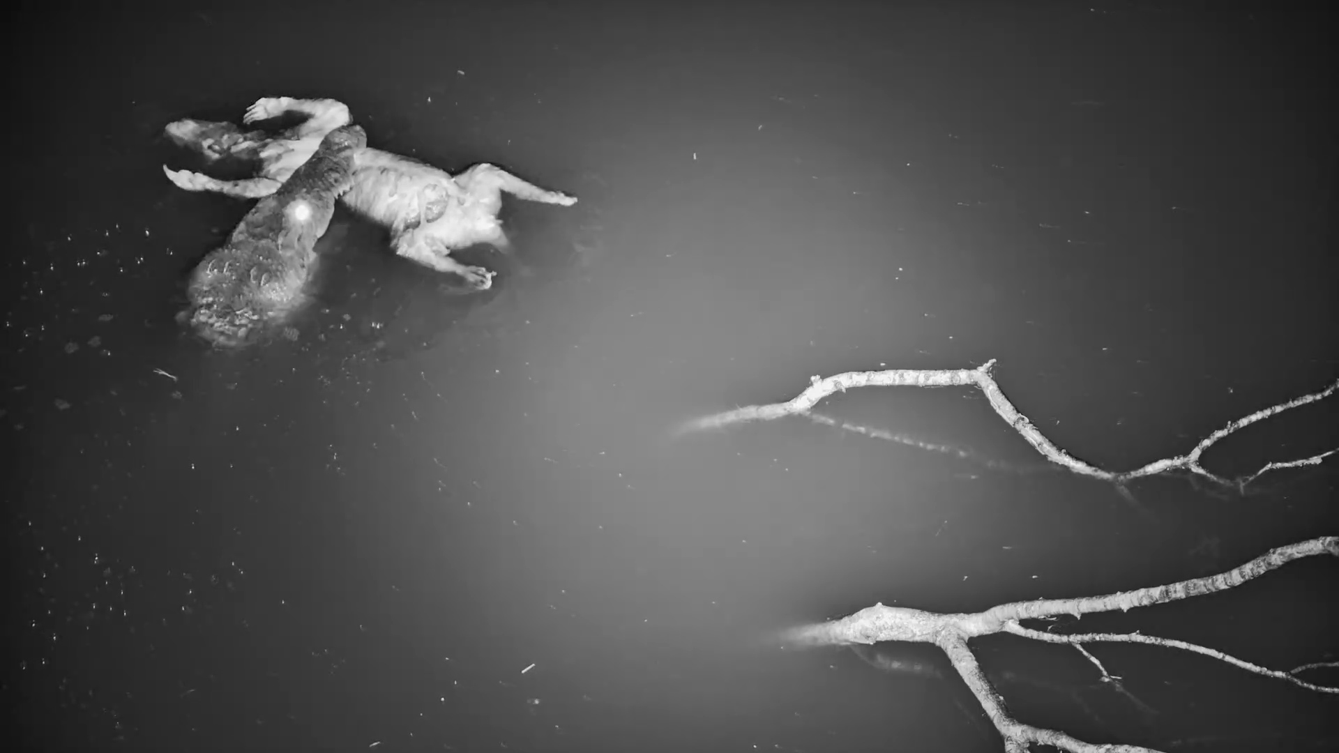 Crocodile with a Honey Badger… You Won’t Believe This