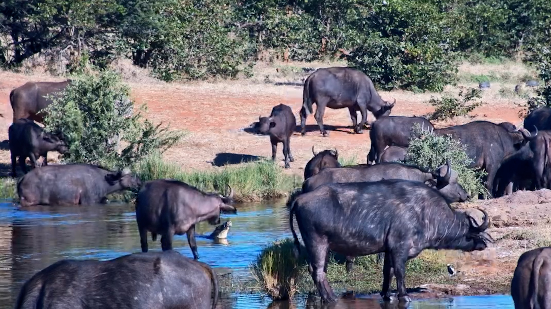 Buffalo Spots Crocodile in the Water