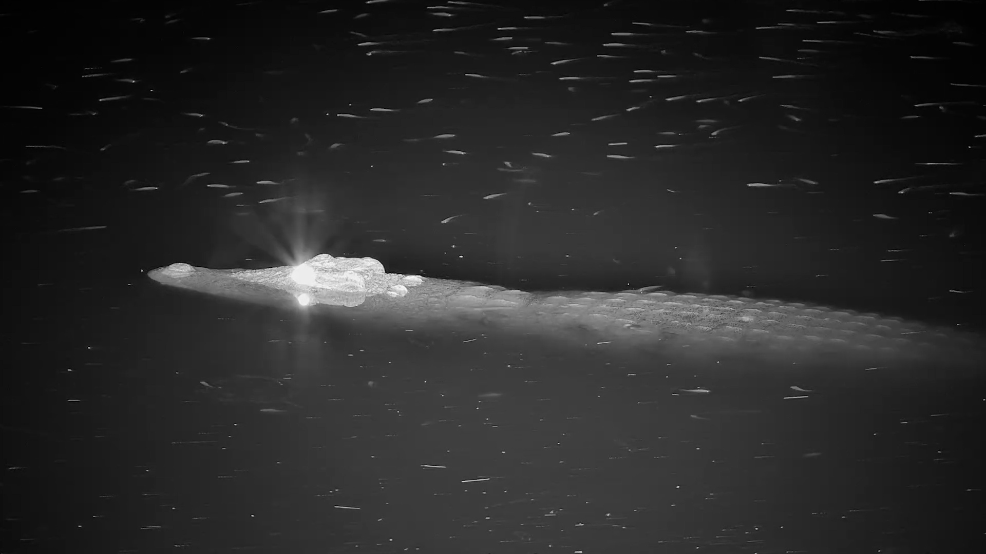 Watch Fish Flee as Crocodile Swims By