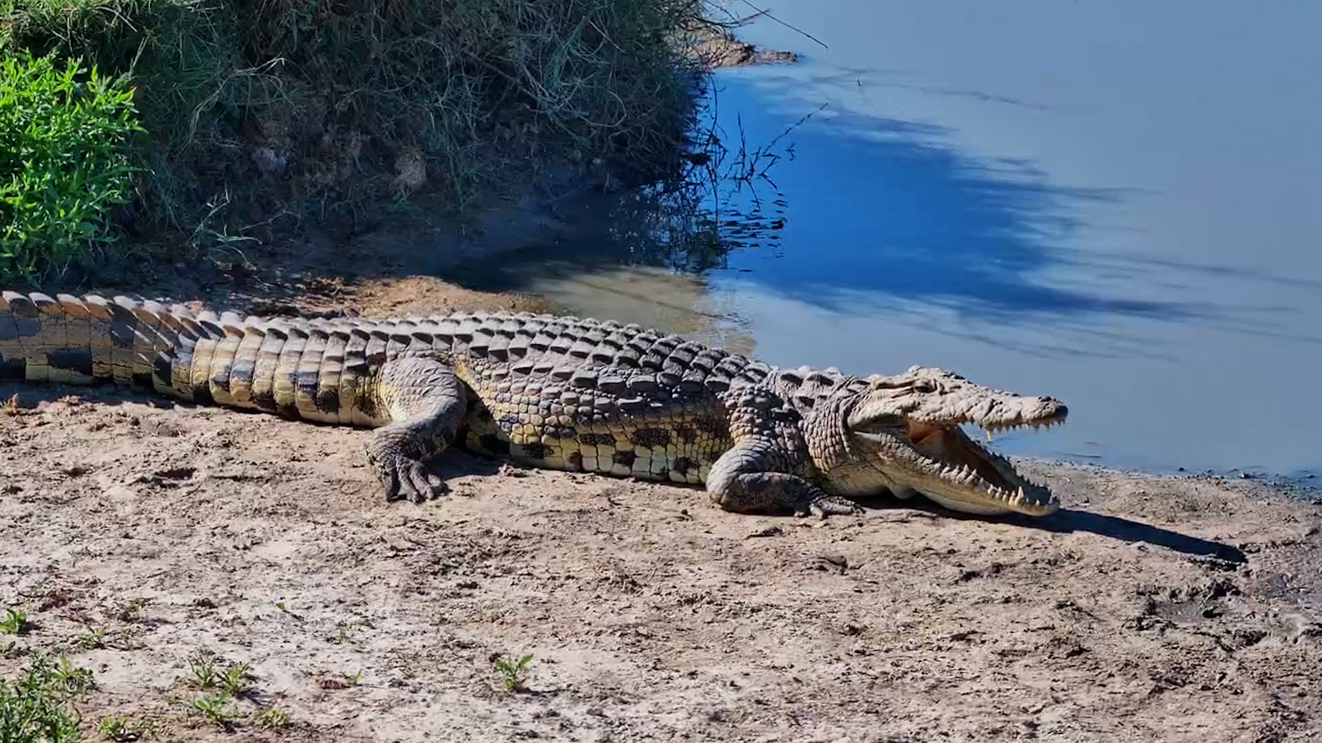 Crocodile Knows It's Good Looking