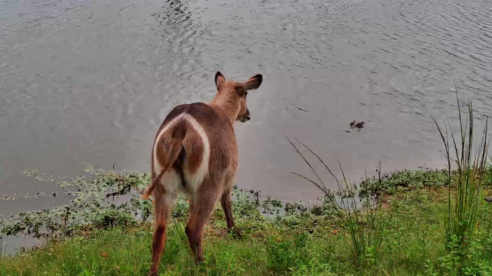 Crocodile Lurking While Waterbuck Graze
