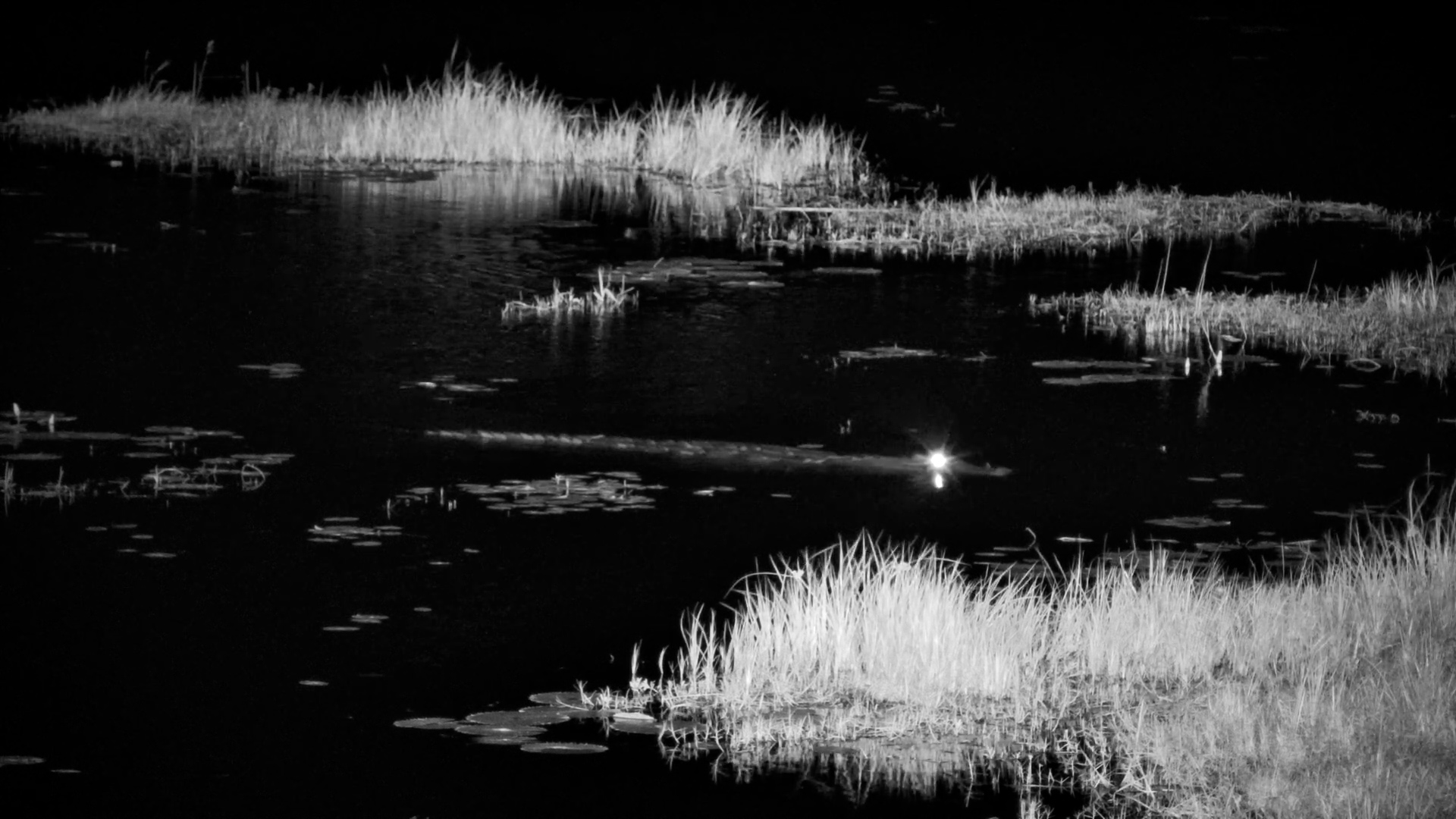 Crocodile Glides Silently Through the Darkness