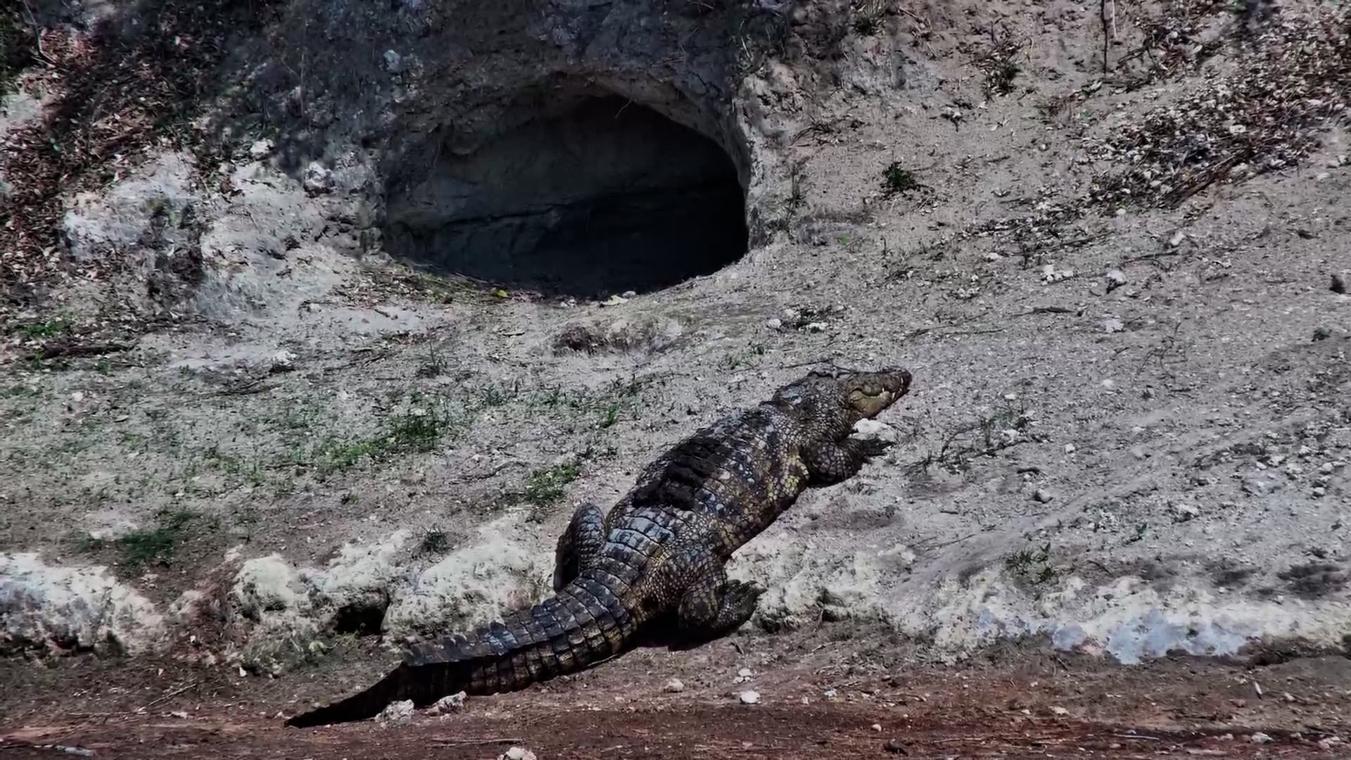 Crocodile Emerges to Bask in the African Sun