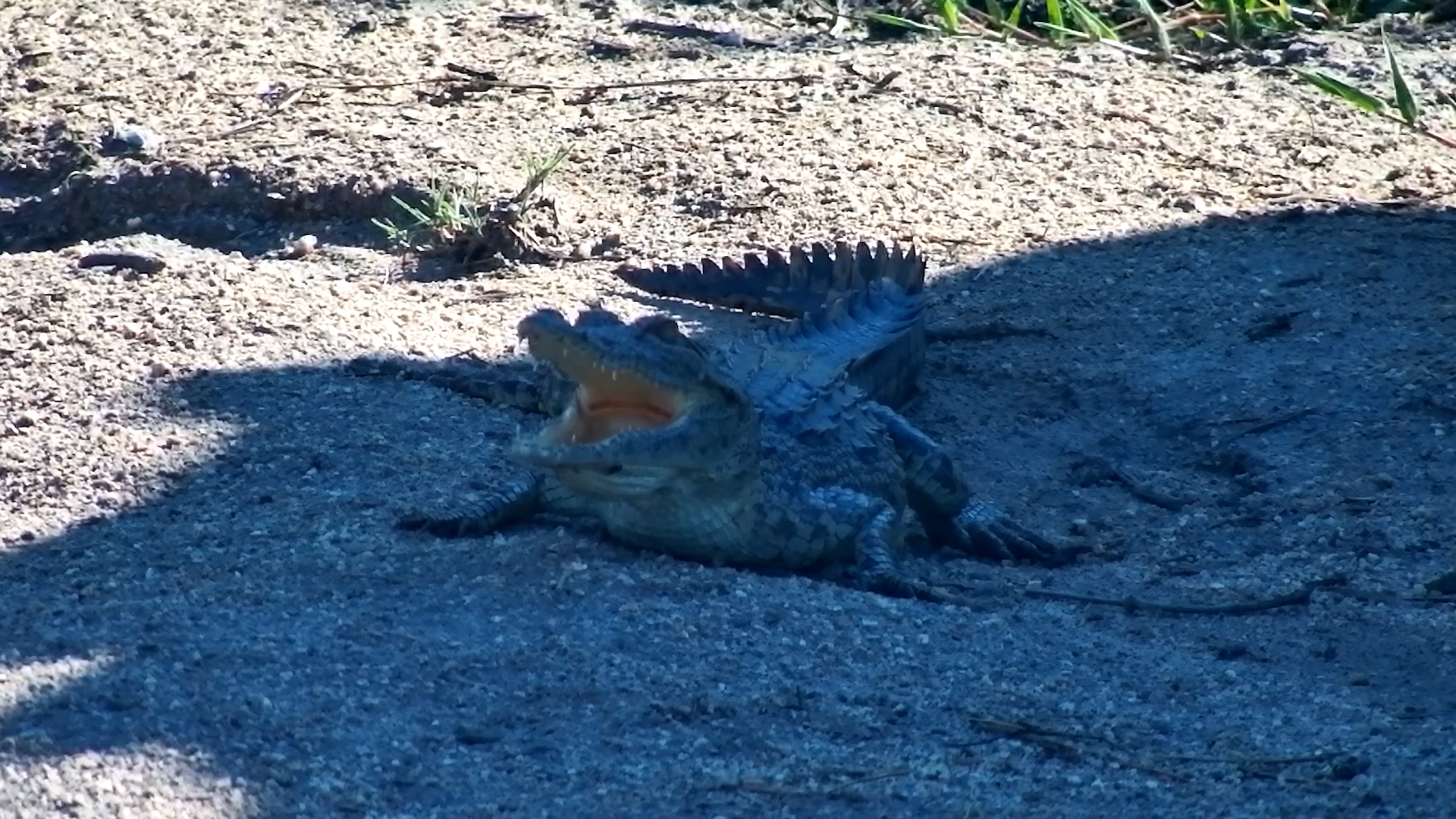 Croc Retreats from Terrapin