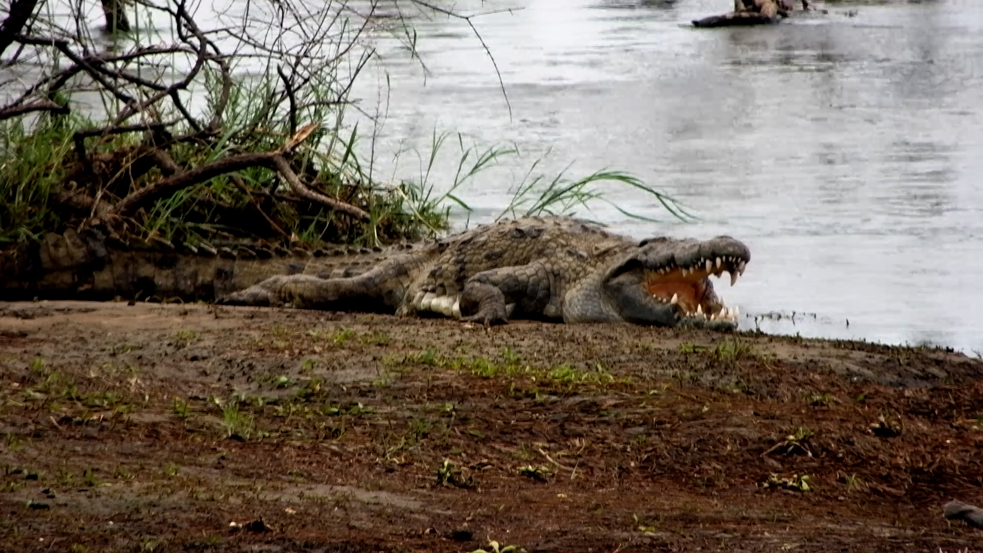 Heat Relief: Crocodile Gapes to Stay Cool