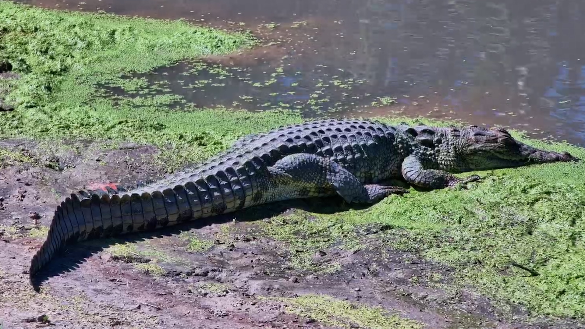 Croc Soaks Up the Calm