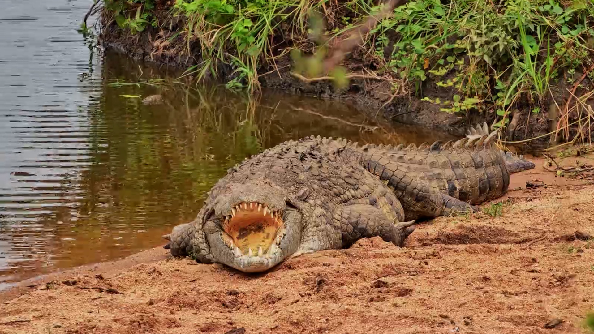 Look at Those Teeth! Crocodile Resting at the Waterhole
