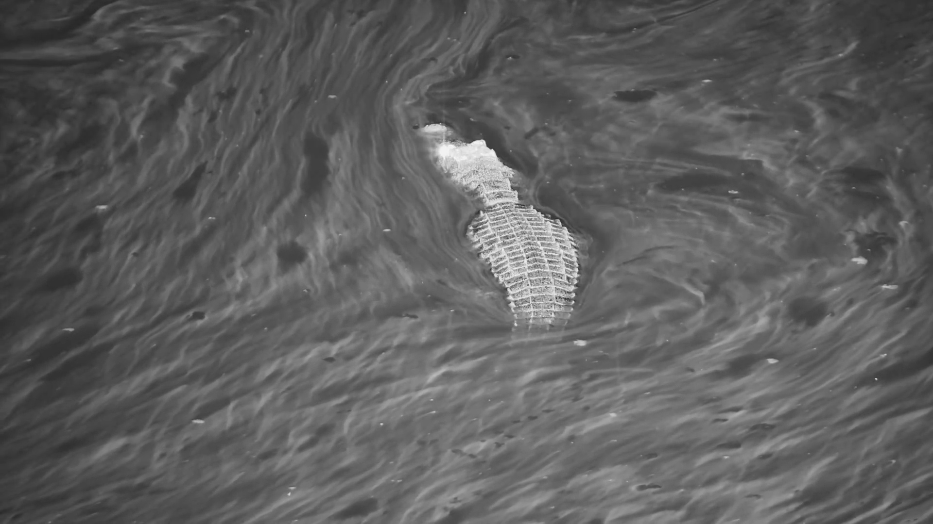 Crocodile Lies Motionless in Moela’s Murky Waters