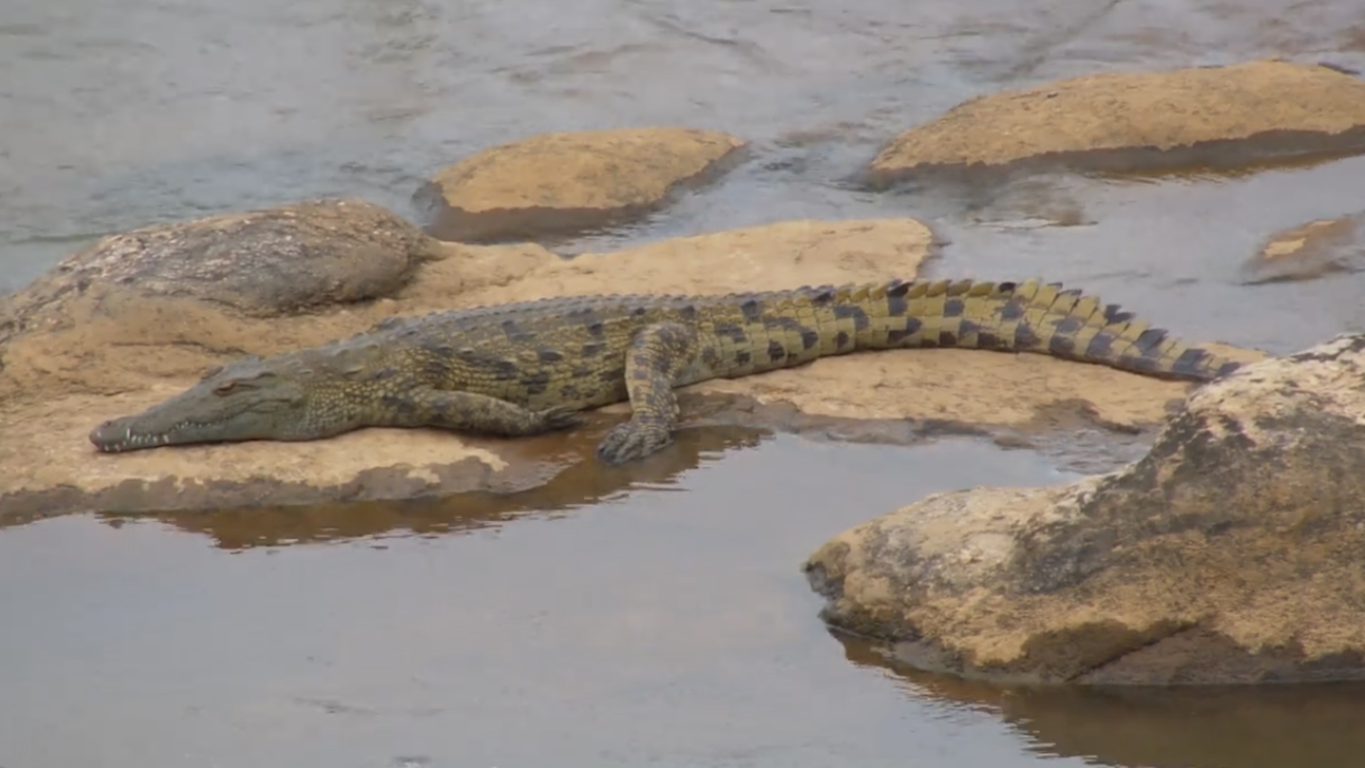 Crocodile Resting on a Rock
