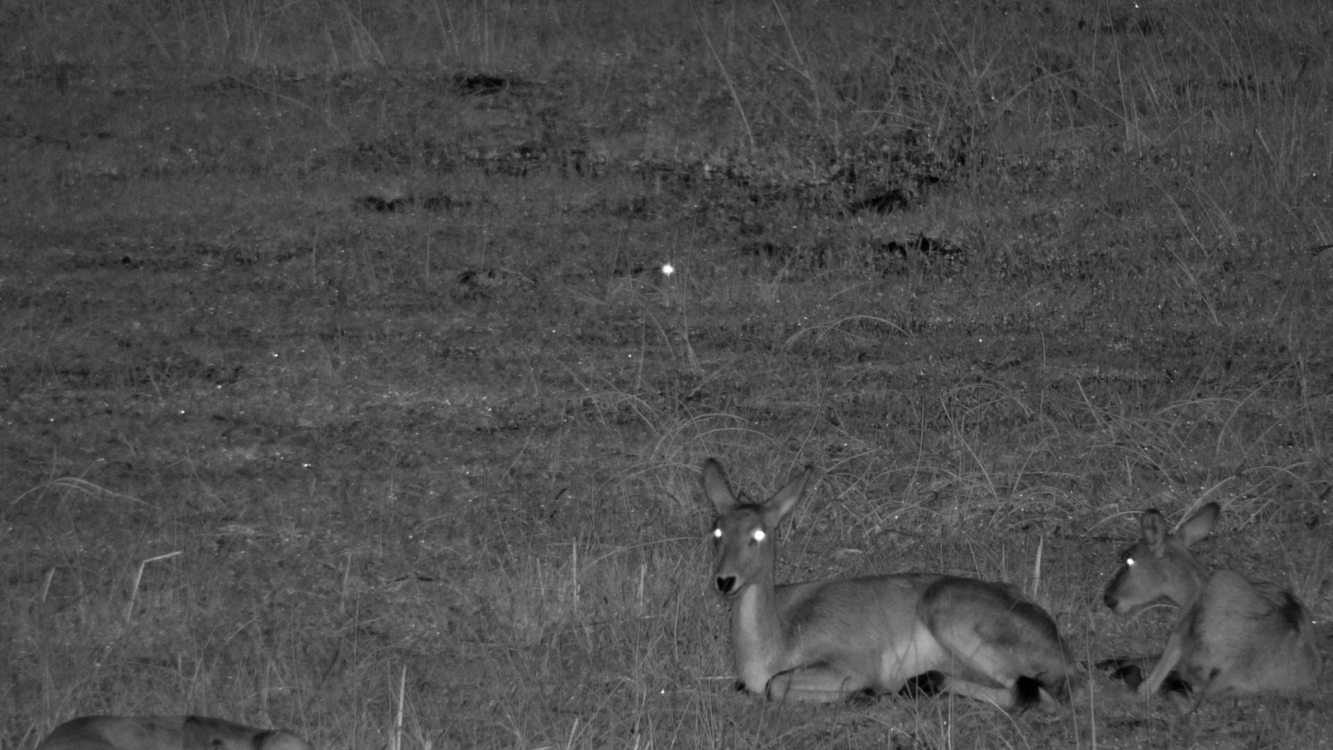 Crocodile Hunts Frogs at The Basin