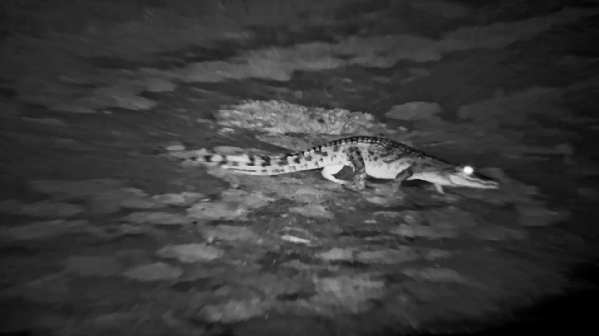Crocodile Marches Through the Dark to the Water