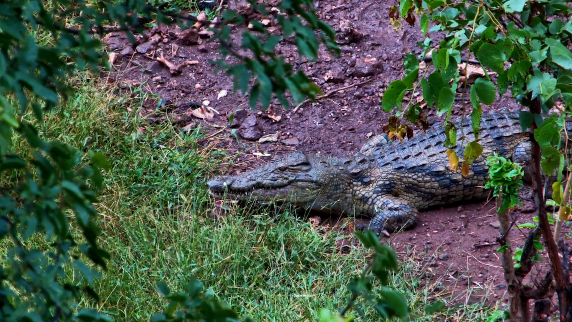 Crocodile Sneaks Bones from Vultures