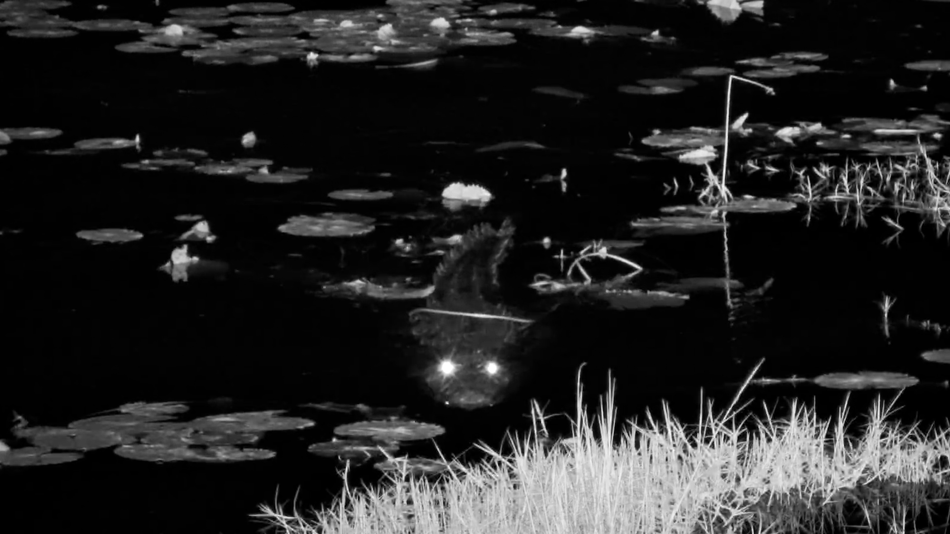 Crocodile in the Dark Water