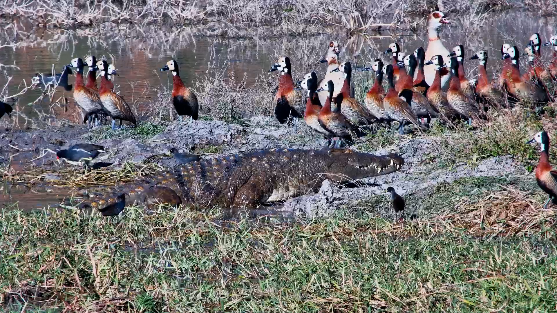 Nobody Took Their Eyes Off the Crocodile