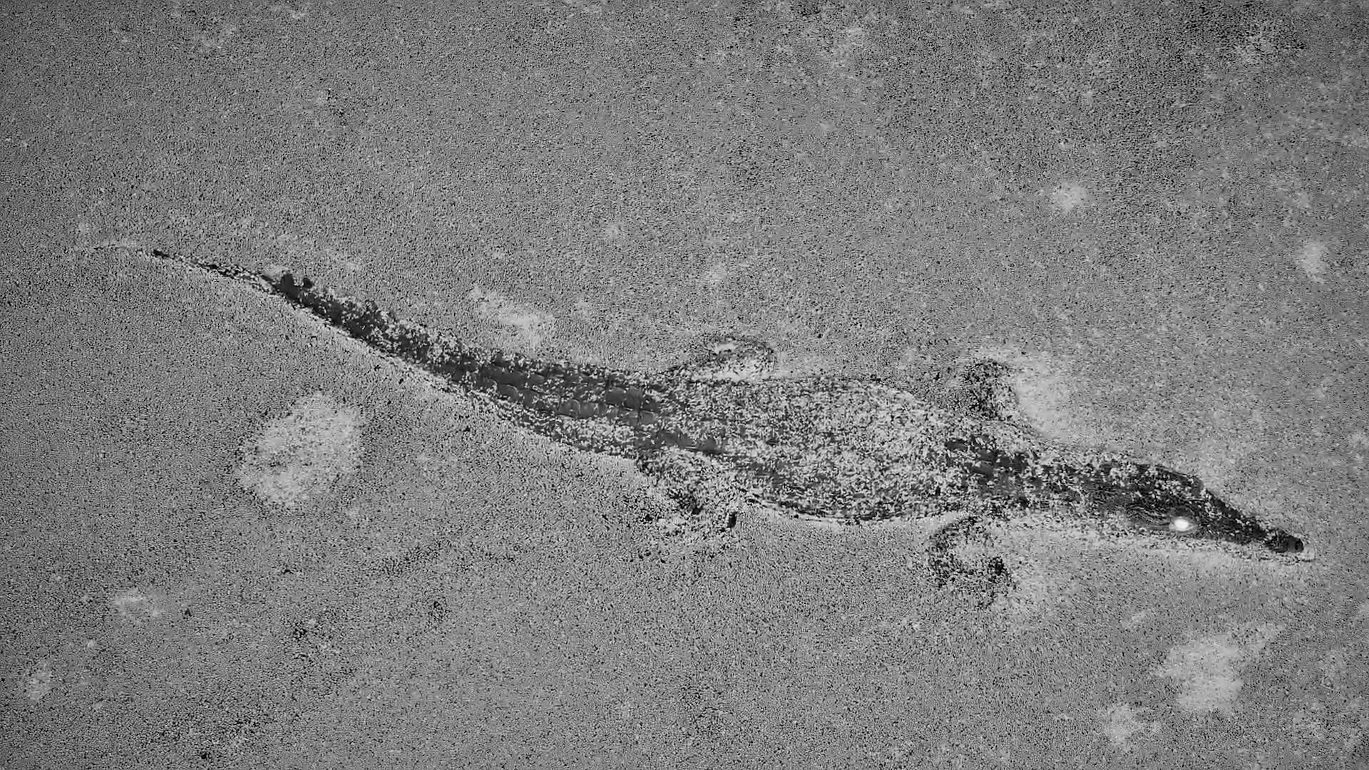 Looks Like a Living Fossil